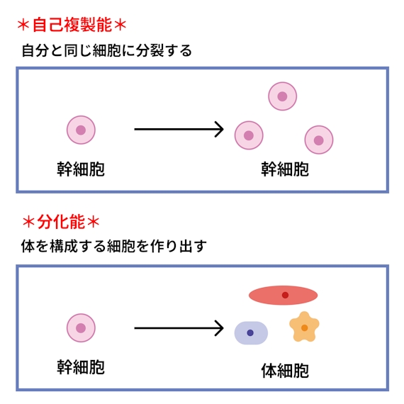 幹細胞の働き